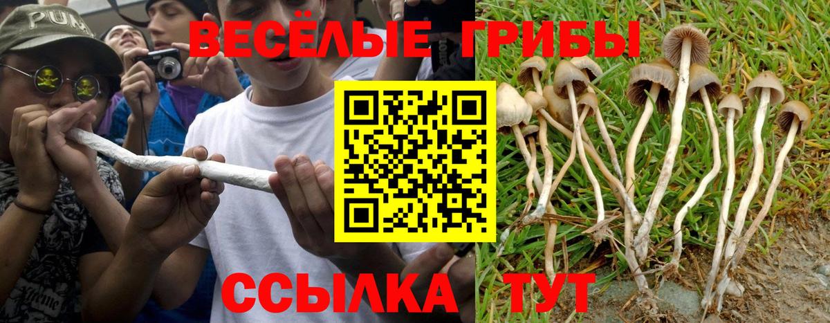 Псилоцибиновые грибы мицелий Екатеринбург